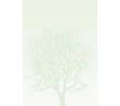 Arkusze barwne A4 DRZEWO 100g. (50ark. ) 230410 Galeria Papieru
