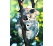 Teczka z gumką A4 WILD ANIMAL KOALA 559730 STARPAK