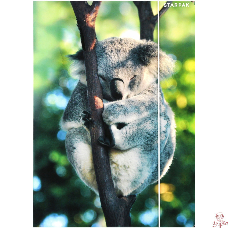 Teczka z gumką A4 WILD ANIMAL KOALA 559730 STARPAK