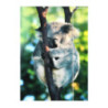 Teczka z gumką A4 WILD ANIMAL KOALA 559730 STARPAK